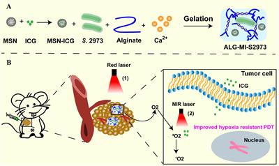 Cyanobacteria-Based Bio-Oxygen Pump Promoting Hypoxia-Resistant Photodynamic Therapy